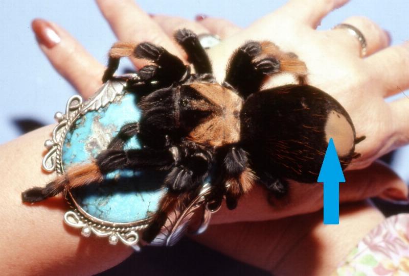 <I>Brachypelma emilia</I>, the Mexican redleg tarantula
