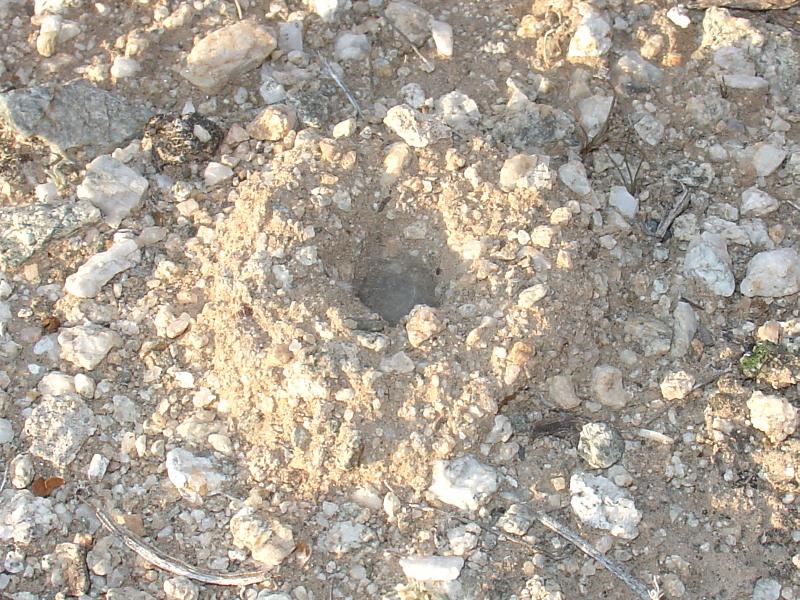 A turreted burrow of the dwarf tarantula shown at the top of this page.