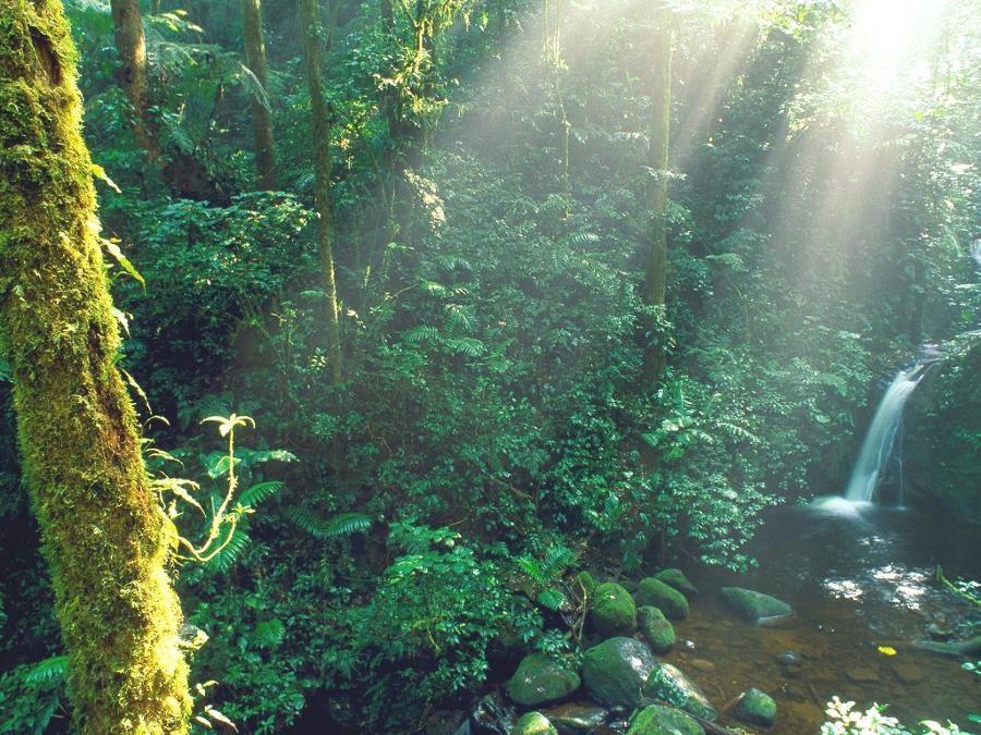 
Monte Verde Cloud Forest, Costa Rican. 143 Kb.