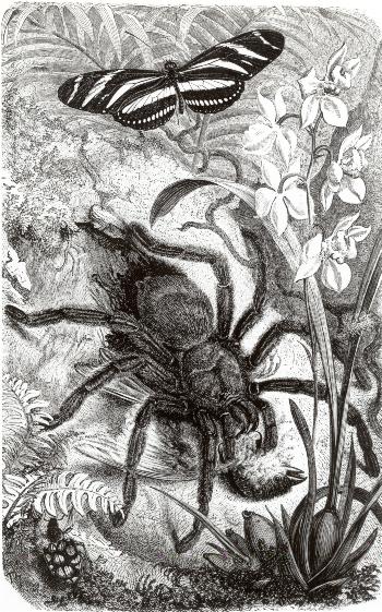 Woodcut of a spider eating a small bird.