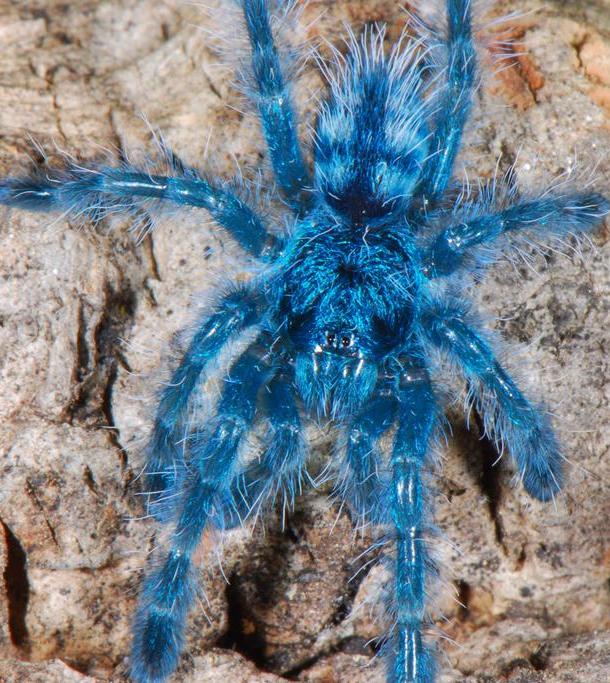 A. versicolor, baby