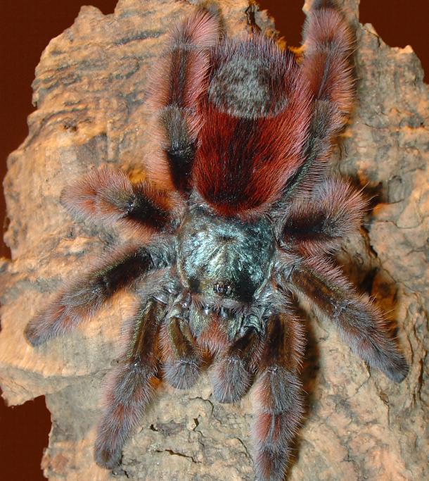 A. versicolor, mother